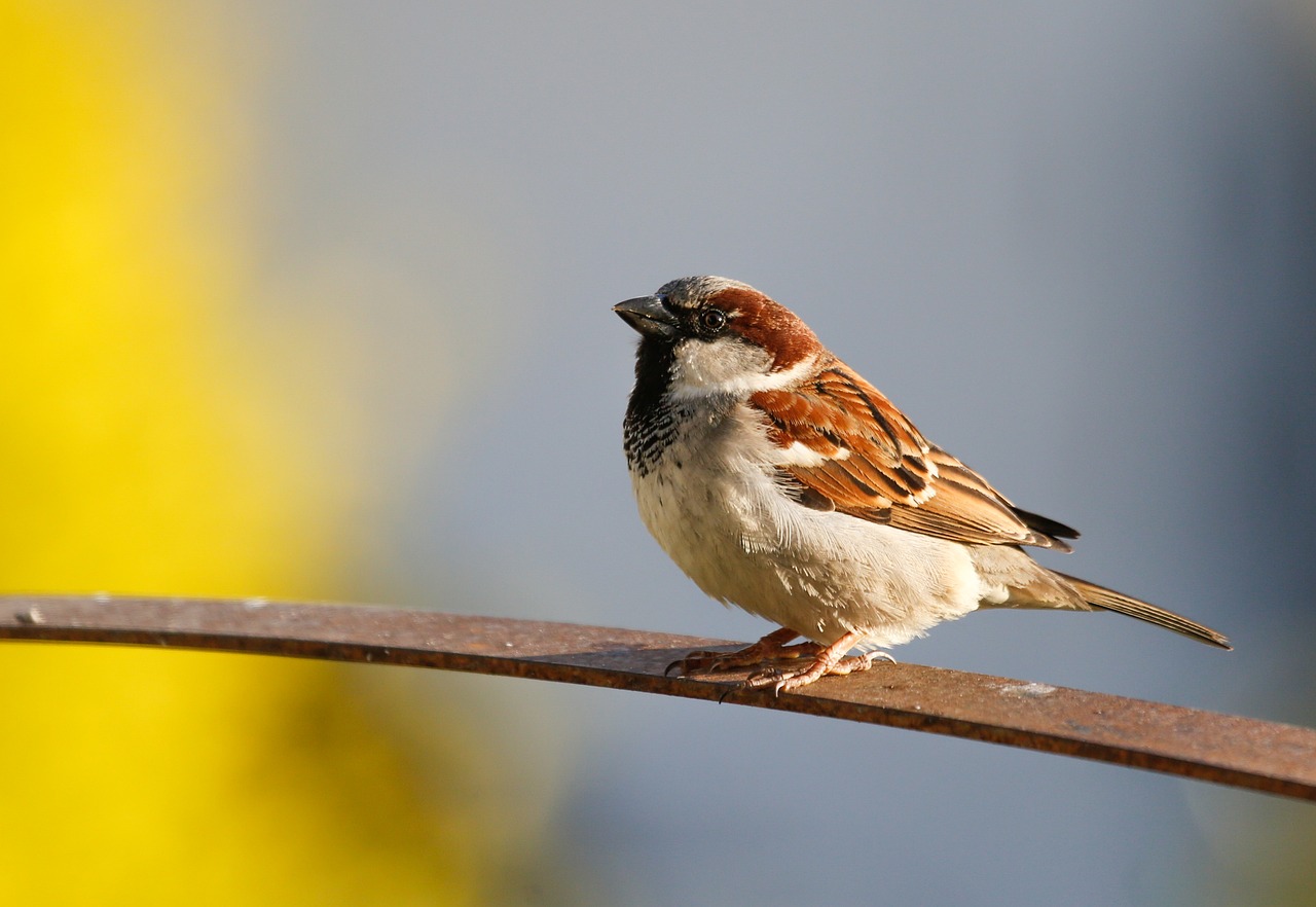 The Top Birdwatching Spots in Point Reyes National Seashore